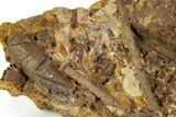 Dinosaur Bone and Tendons in Sandstone - Wyoming #302744-1